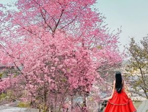 Tour Ngắm Hoa Mai Anh Đào Đà Lạt – 2 Ngày 1 Đêm